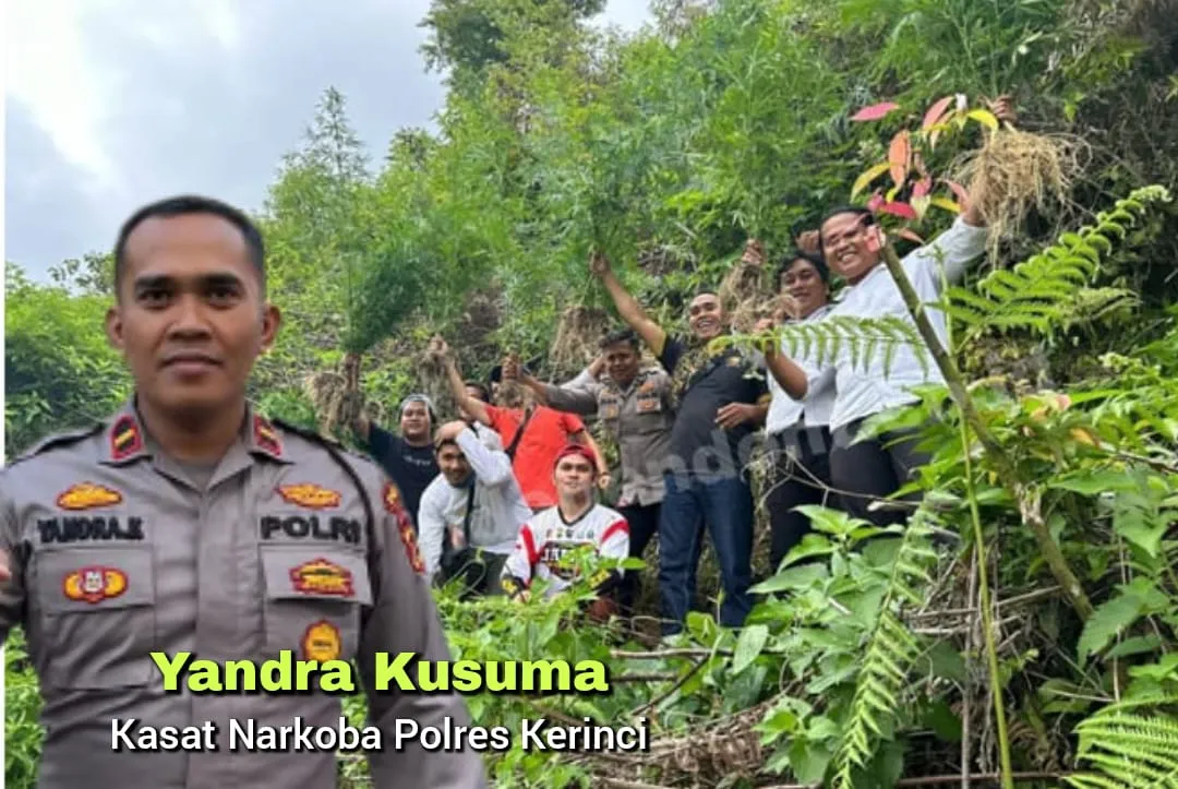 Kasat Narkoba Pimpin Pengungkapan Ladang Ganja di Lereng Gunung Kerinci
