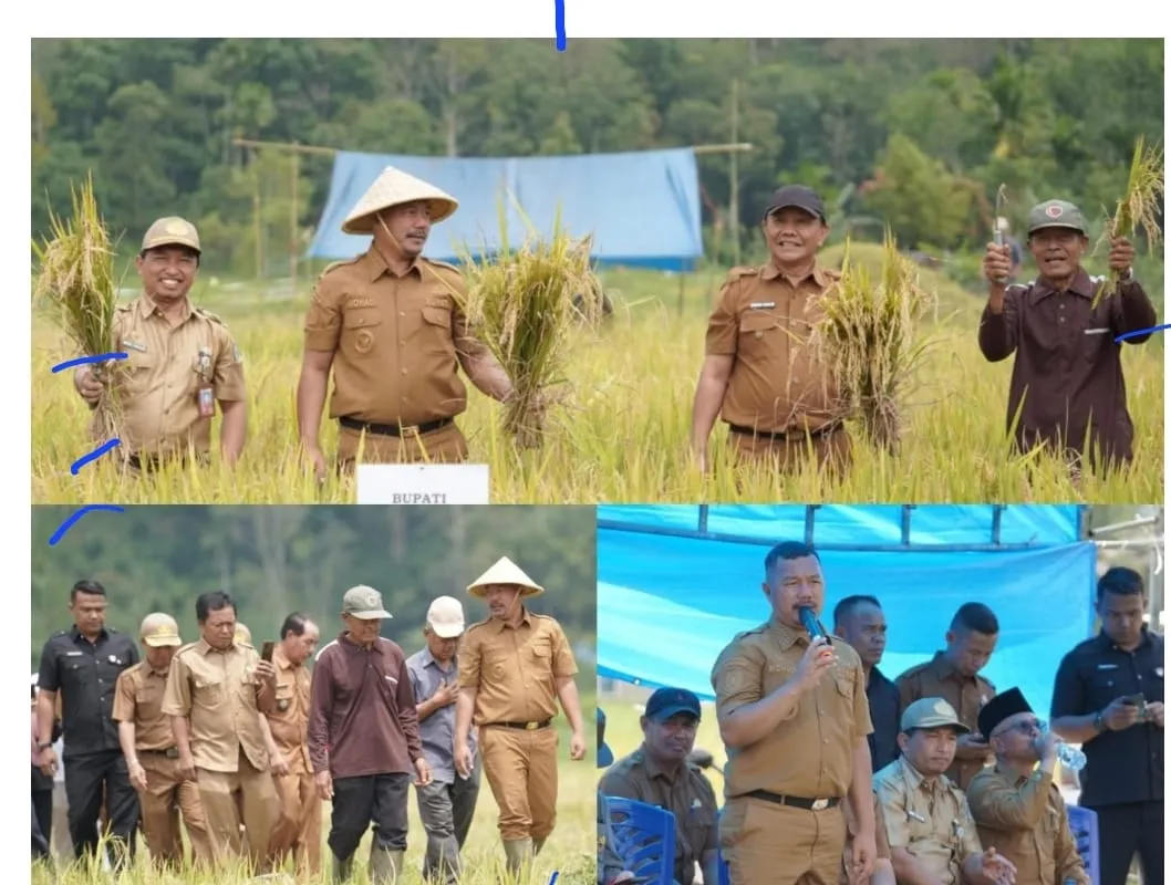 Bupati Monadi Panen Raya di Talang Kemulun, Produktivitas Petani Meningkat Dua Kali Lipat