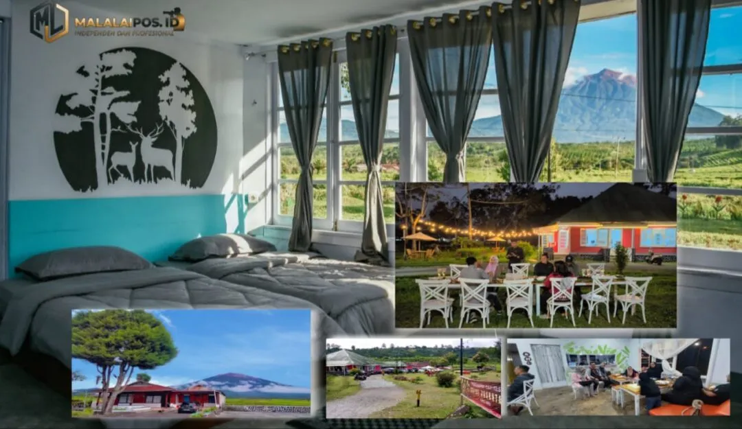 ​Hadir di Kerinci! Penginapan Royal Nusantara: Sensasi Menginap Mewah dan Murah dengan View Gunung Kerinci Kebun Teh