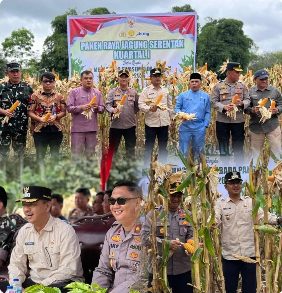 Sinergi Polres dan Pemkab Kerinci, Panen Raya Jagung Hasilkan 4 Ton