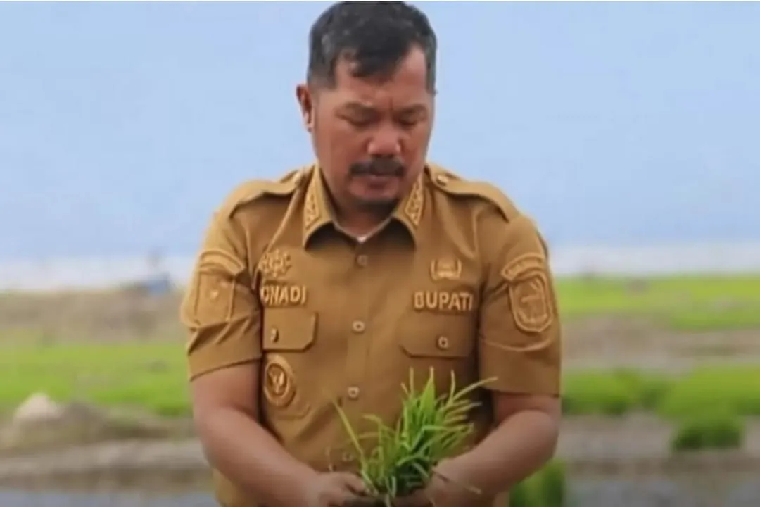 Hidupkan Lahan Tidur, Bupati Kerinci Monadi Pimpin Tanam Padi SRI di Danau Kerinci