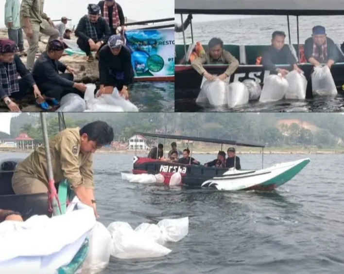 PT KMH Tebar Ribuan Bibit Ikan Semah Bersama Bupati Monadi, "Lestarikan Ikon Danau Kerinci"